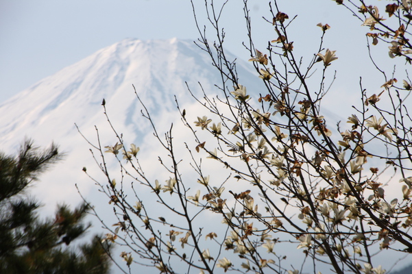 コブシと春残雪の富士山