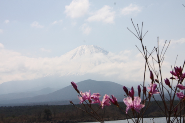 精進湖から見た富士山とツツジ