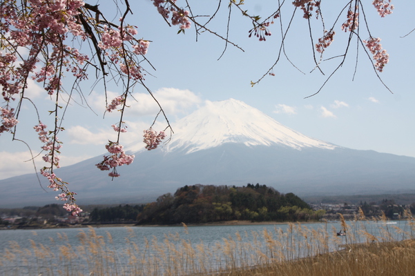 河口湖畔の枝垂れ桜と富士山