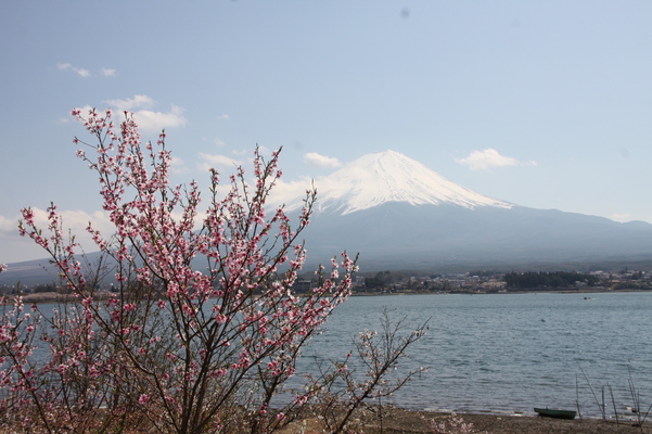 桃の花と残雪の富士山