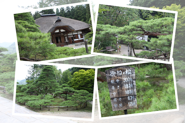 夏緑の信州・上田「常楽寺」の「御船の松」/癒し憩い画像データベース