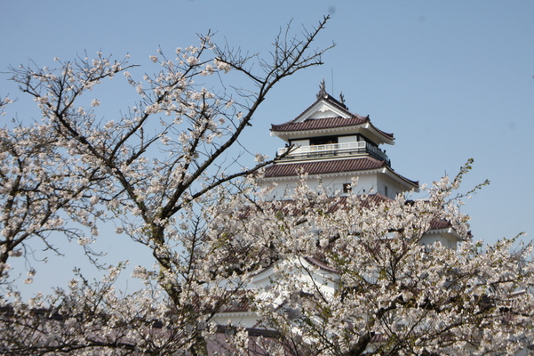 満開の桜と天守閣