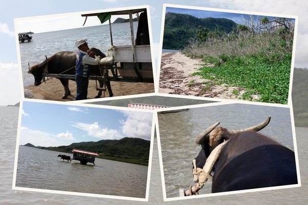 由布島「水牛車遊覧」の往路/癒し憩い画像データベース
