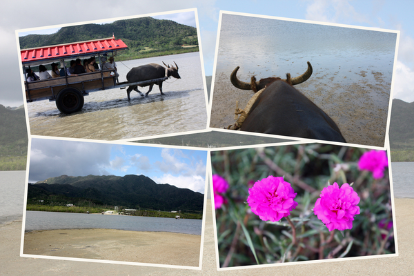 由布島「水牛車遊覧」の復路/癒し憩い画像データベース