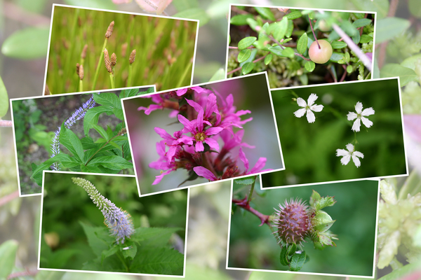 箱根湿生花園に咲いた「夏の花その１−� 」/癒し憩い画像データベース