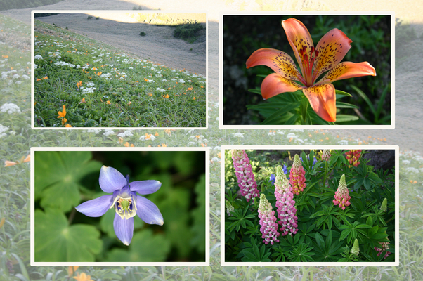 北海道「礼文島」の夏の花たち