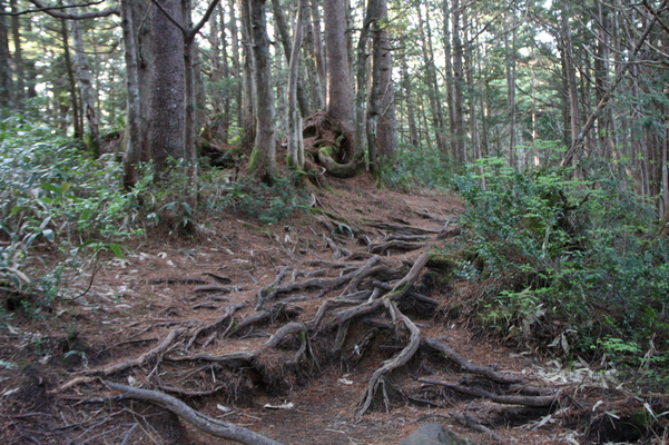 自然林の「木の根道」/癒し憩い画像データベース