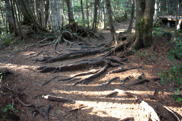 初夏の森と木の根道