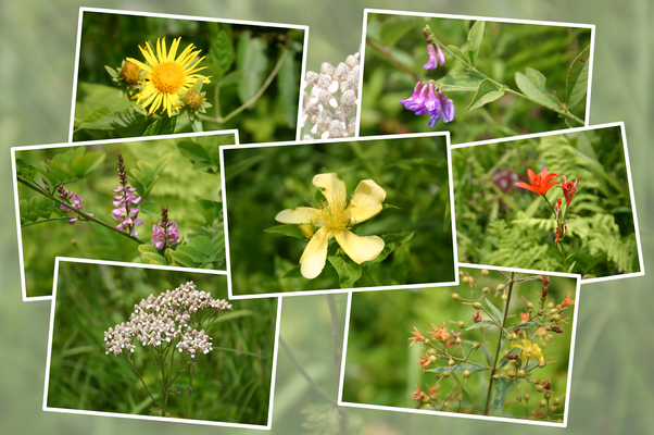 夏の箱根湿生花園に咲いた花たち/癒し憩い画像データベース