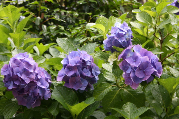 青紫色の紫陽花/癒し憩い画像データベース