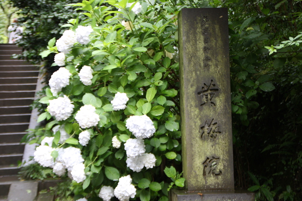 円覚寺「黄梅院と紫陽花」/癒し憩い画像データベース