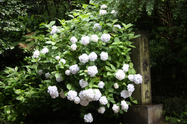 円覚寺「黄梅院入り口の紫陽花」/癒し憩い画像データベース