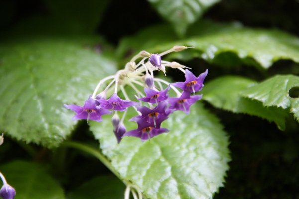 ���勵�Х��ʳ��ҡ���Ļ���/�����Ƥ������ǡ����١���