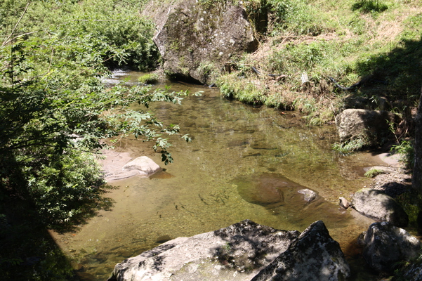 夏の深耶馬渓の渓流と川魚