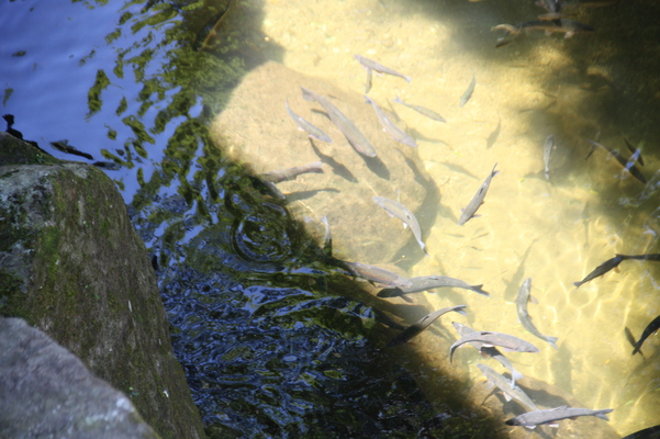 深耶馬渓の渓流と川魚/癒し憩い画像データベース