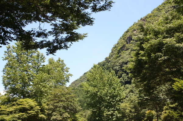 夏の深耶馬渓「一目八景」の森
