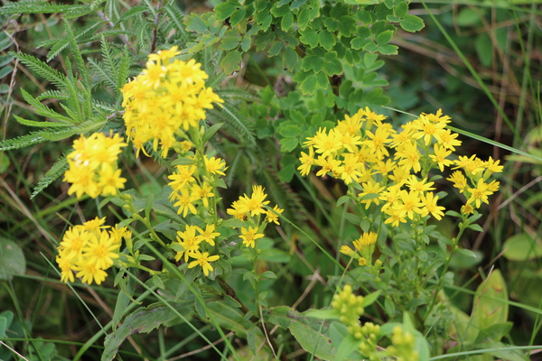 ワッカ原生花園の黄色い花たち