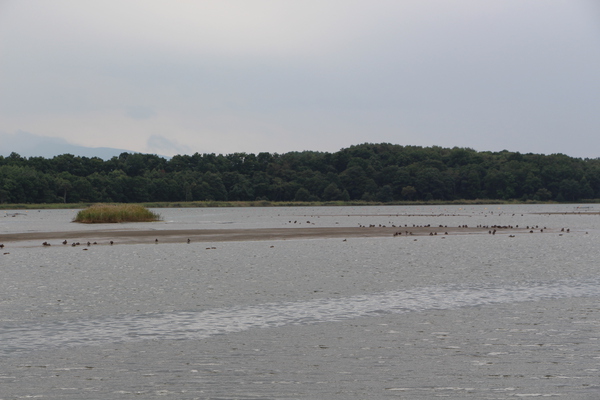 初秋の濤沸湖と水鳥たち