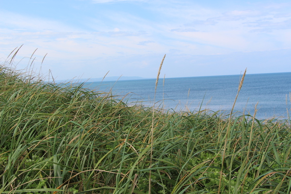 風にそよぐ草原とオホーツク海