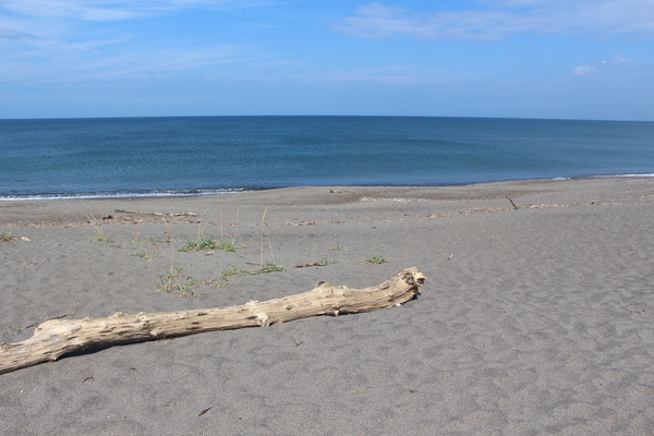 オホーツク海と浜辺の流木