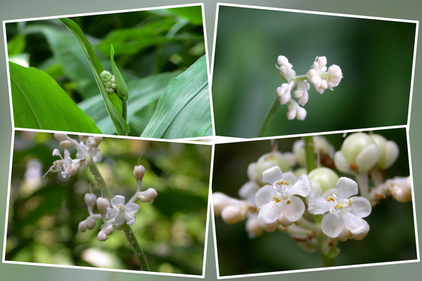 ヤブミョウガの蕾から花へ/癒し憩い画像データベース