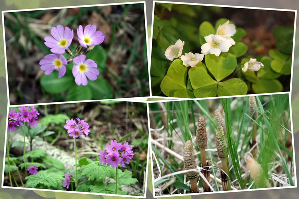 阿寒湖畔の春の花たち（その１）/癒し憩い画像データベース