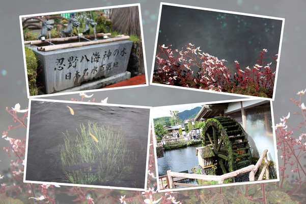 初夏の忍野八海「中池と水車小屋」/癒し憩い画像データベース