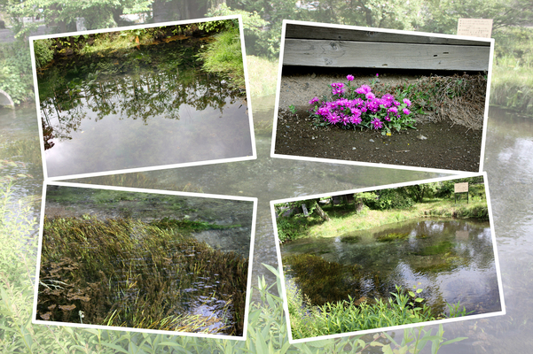 初夏の忍野八海「濁池と銚子池」