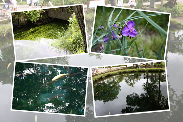 初夏の忍野八海「湧池と淡水魚」