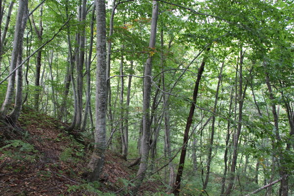 緑葉期の白神山地「ブナの森」/癒し憩い画像データベース