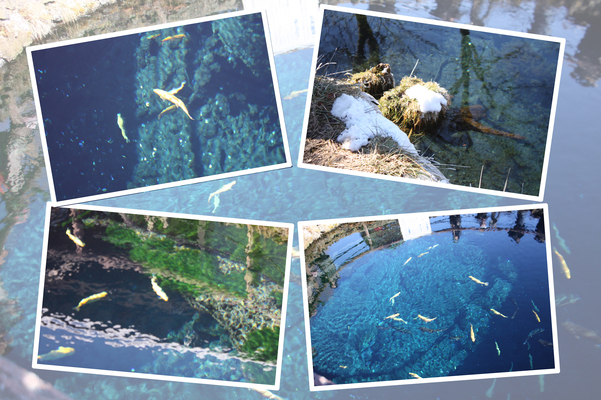 冬の忍野八海「湧池と淡水魚」