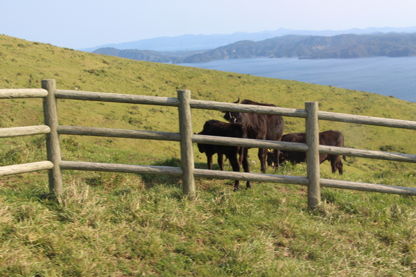 隠岐・知夫里島「赤ハゲ山」の黒牛/癒し憩い画像データベース