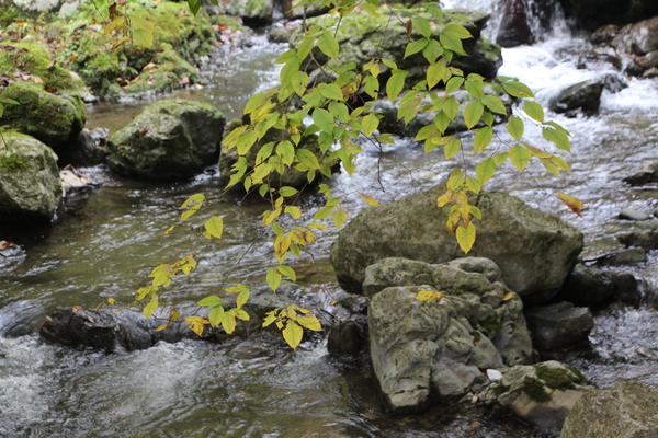 黄葉と渓流