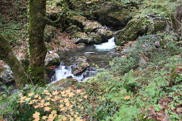 渓流の秋模様