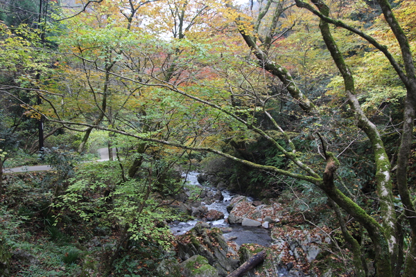 秋の「神庭の滝」からの渓流