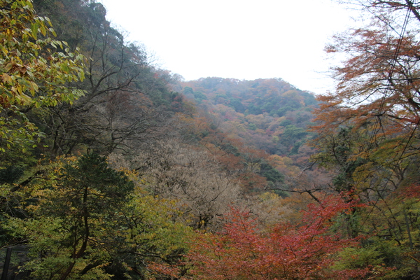 「神庭の滝」周りの晩秋の森