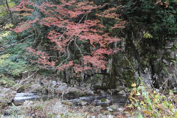 神庭の滝からの渓流と楓の紅葉