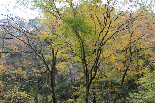 神庭の滝近くの秋風情