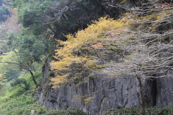 「神庭の滝」近くの巨岩と黄葉