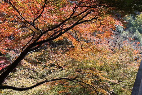 京都・清水寺の秋景色/癒し憩い画像データベース