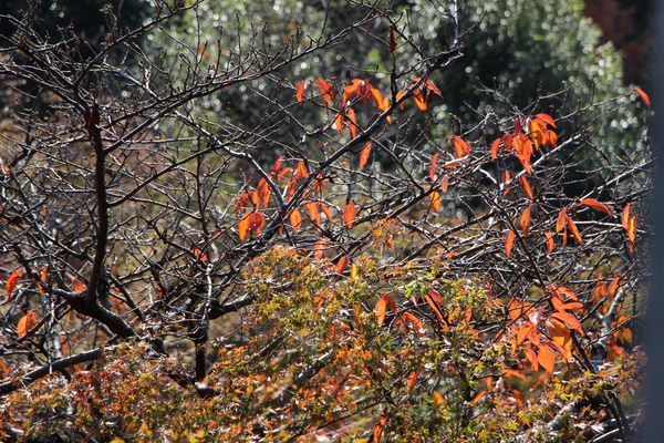 晩秋の紅葉/癒し憩い画像データベース