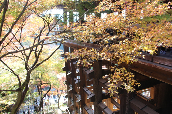 秋の京都・清水寺「本堂舞台の懸け造り」