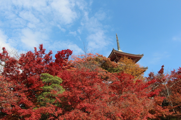 紅葉の京都・清水寺「三重塔」