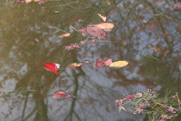 放生池の水面の秋
