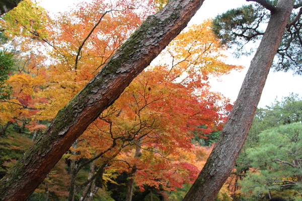 松と寺庭の晩秋