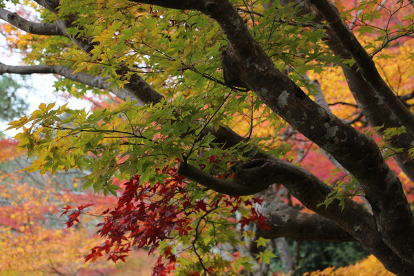 京都・銀閣寺の秋