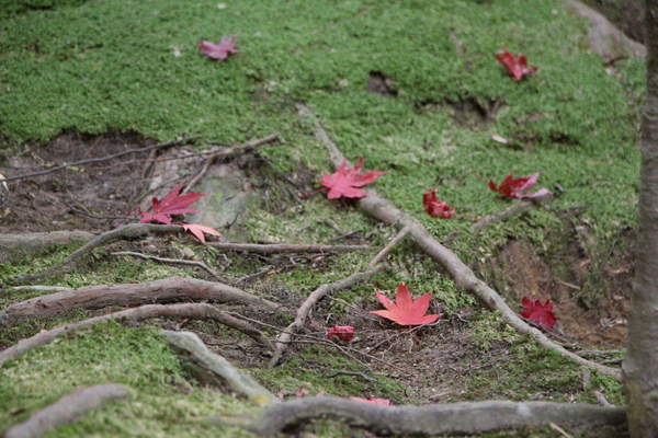 晩秋の木の根と落葉