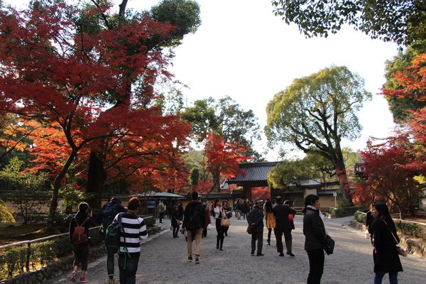 秋の金閣寺「参道」
