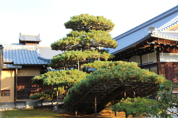 京都・金閣寺の「陸舟の松」