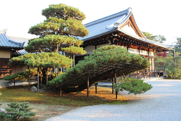 京都・金閣寺の「陸舟の松」